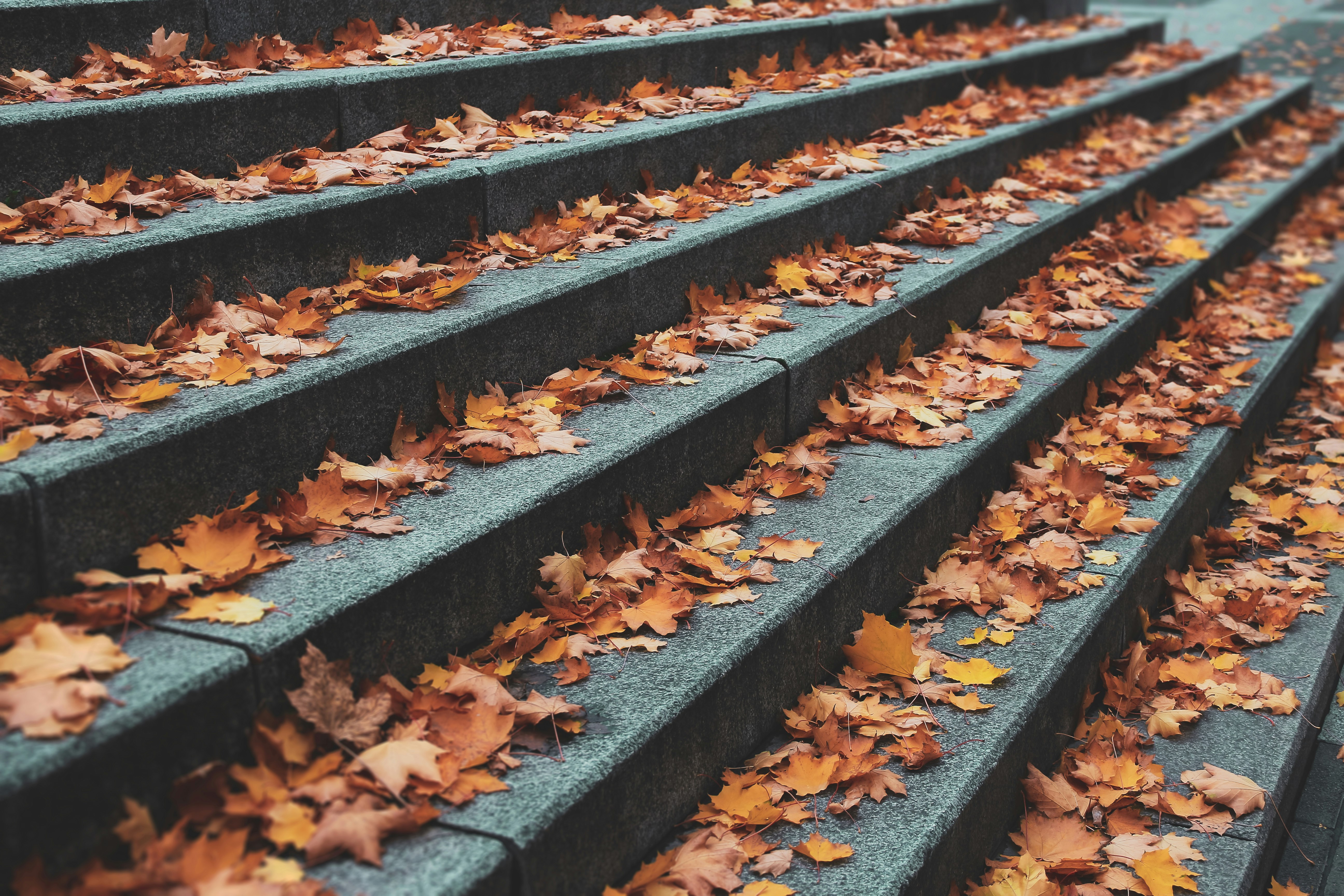 brown leaves on black concrete stairs